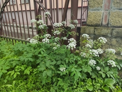 Aegopodium podagraria