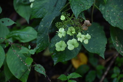 Hydrangea longipes