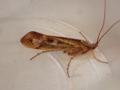 Limnephilus marmoratus