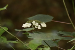 Hydrangea longipes