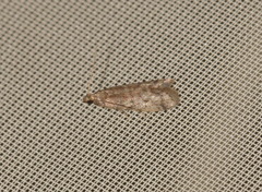 Ephestia elutella