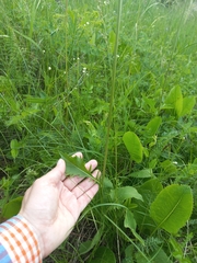 Klasea lycopifolia