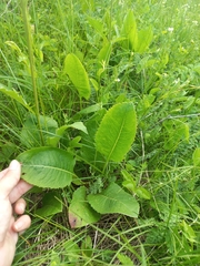 Klasea lycopifolia