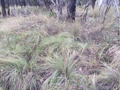 Themeda avenacea