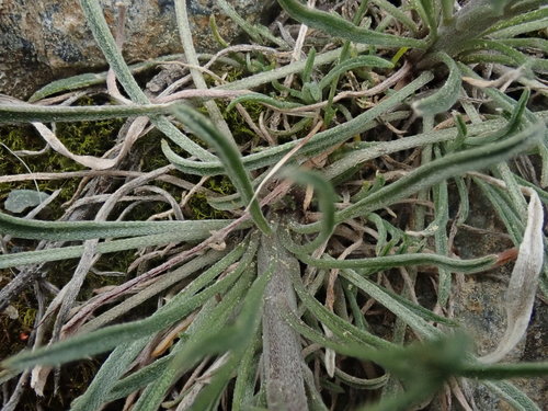Image of Erysimum angustatum by (c) F Quiec, some rights reserved (CC BY-SA)