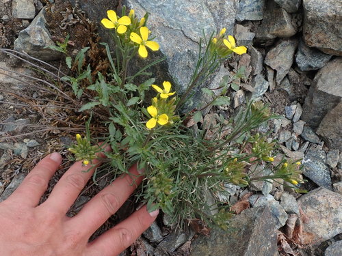 Image of Erysimum angustatum by (c) F Quiec, some rights reserved (CC BY-SA)