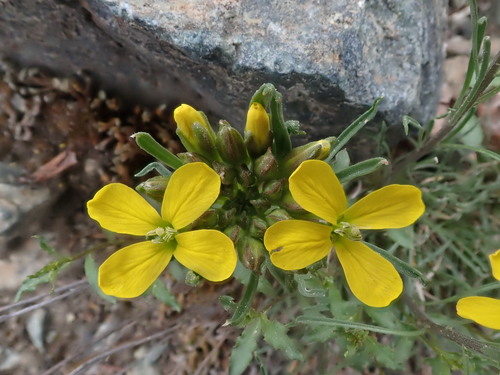 Dawson Wallflower (Erysimum angustatum)