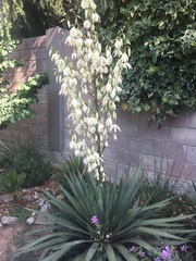 Yucca gloriosa tristis