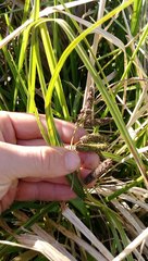 Carex lessoniana