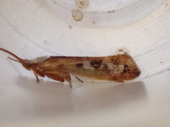 Limnephilus marmoratus