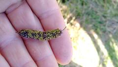 Carex lessoniana