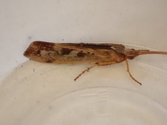 Limnephilus marmoratus