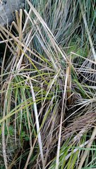 Carex lessoniana