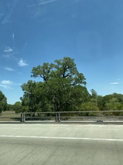 Populus deltoides monilifera