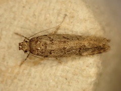 Teleiopsis diffinis