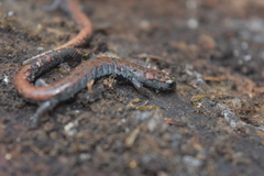 Pseudoeurycea leprosa