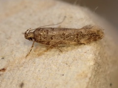 Teleiopsis diffinis