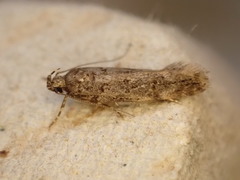 Teleiopsis diffinis