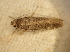 Teleiopsis diffinis