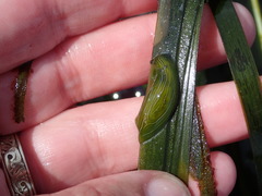 Phyllaplysia taylori