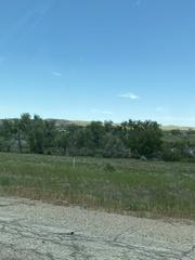 Populus deltoides monilifera