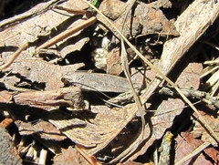Filatima abactella