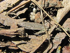 Filatima abactella