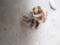 Muricoidea