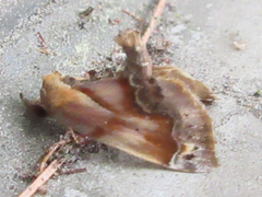 Lophomilia polybapta