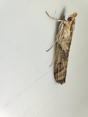 Ancylosis cinnamomella
