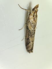 Ancylosis cinnamomella