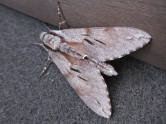 Sphinx morio arestus