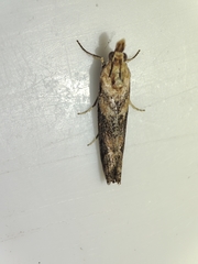 Ancylosis cinnamomella