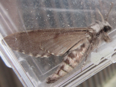 Sphinx morio arestus