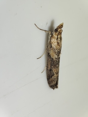 Ancylosis cinnamomella