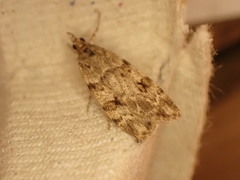 Scoparia ambigualis