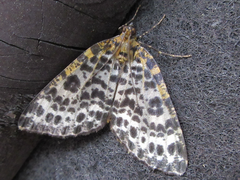 Arichanna melanaria