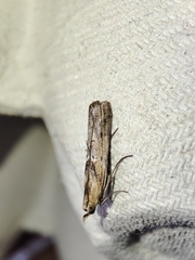 Ancylosis cinnamomella