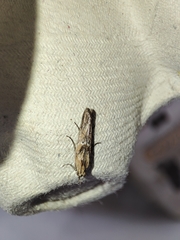 Ancylosis cinnamomella