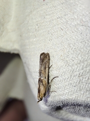 Ancylosis cinnamomella