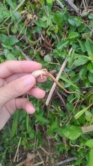 Takydromus viridipunctatus