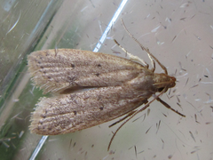 Brachmia modicella