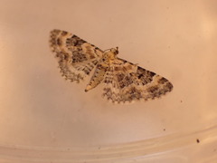 Eupithecia pulchellata
