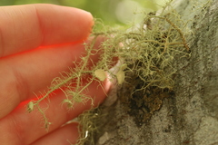 Usnea intermedia