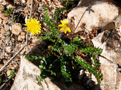 Hyoseris radiata