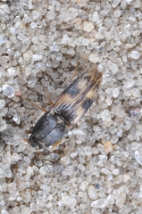 Negastrius pulchellus