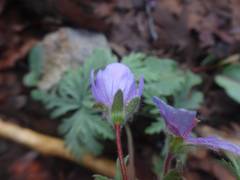 Geranium tuberosum