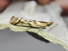 Ancylosis cinnamomella