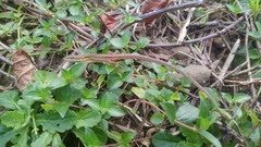 Takydromus viridipunctatus