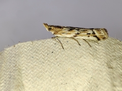Ancylosis cinnamomella